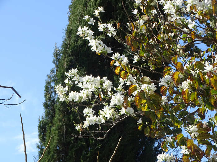 DSC00212 (700x525, 562Kb)