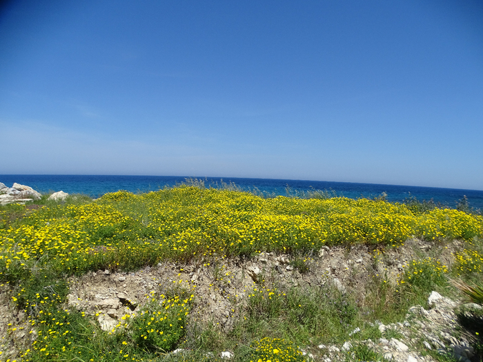 DSC00295 (700x525, 495Kb)