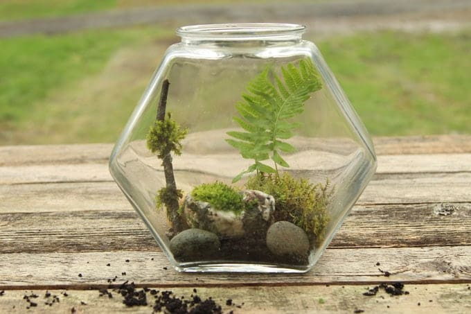 DIY-terrarium-apieceofrainbowblog-5 (680x453, 192Kb)