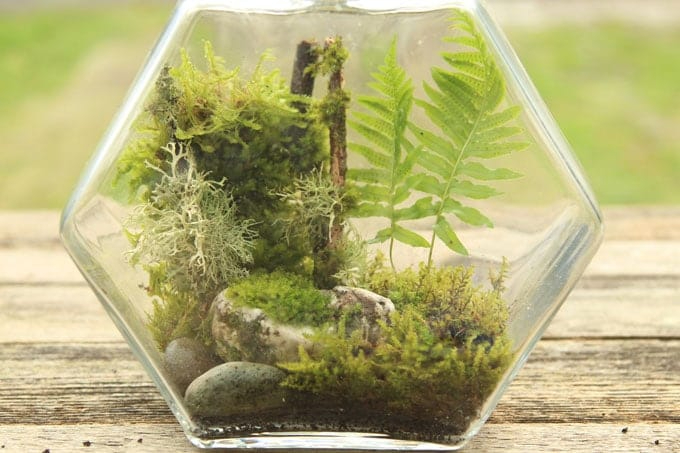 DIY-terrarium-apieceofrainbowblog-8 (680x453, 221Kb)