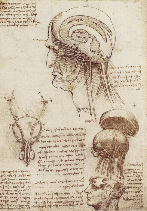 1508 Study of Brain Physiology, c. 1508 (489x700, 171Kb)