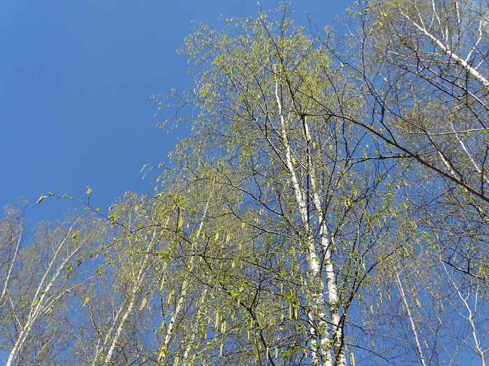 DSC00428 (700x525, 665Kb)