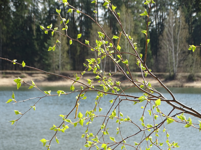 DSC00434 (700x525, 486Kb)