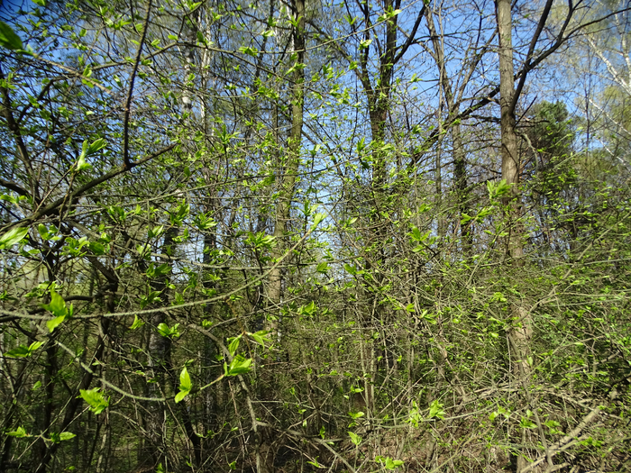 DSC00438 (700x525, 717Kb)