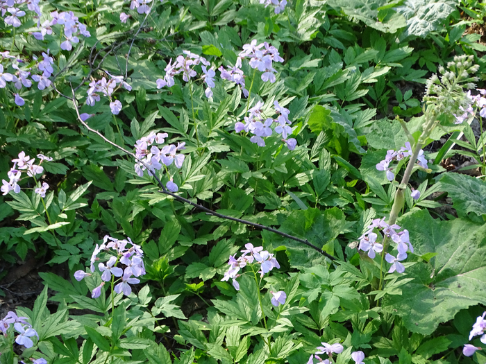 DSC00442 (700x525, 592Kb)