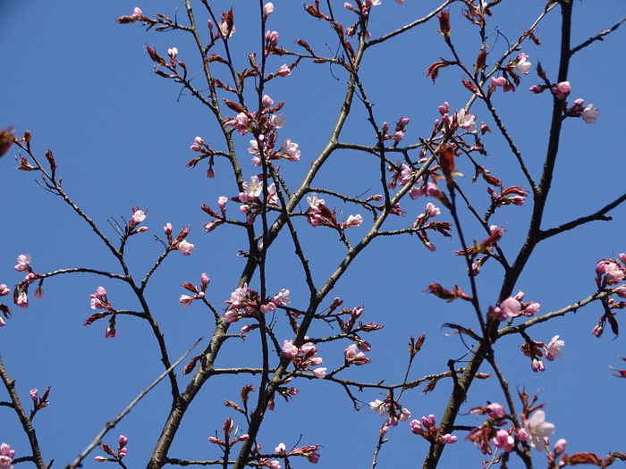 DSC00447 (700x525, 465Kb)