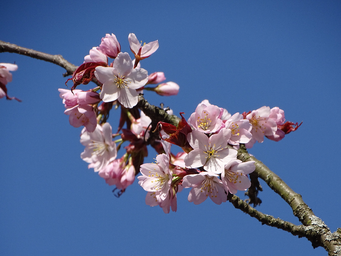 DSC00453 (700x525, 349Kb)