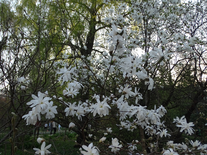 DSC00482 (700x525, 579Kb)