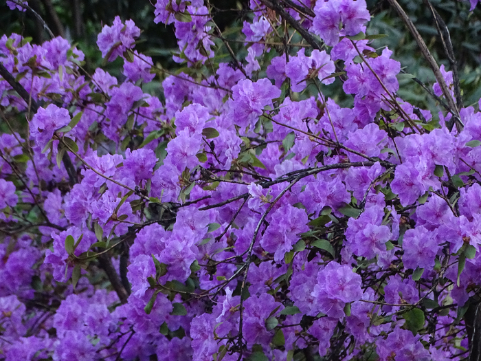 DSC00491 (700x525, 545Kb)