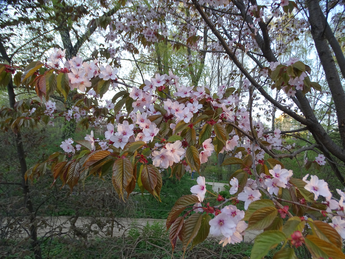 DSC00525 (700x525, 590Kb)