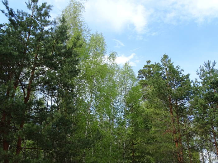 DSC00581 (700x525, 516Kb)