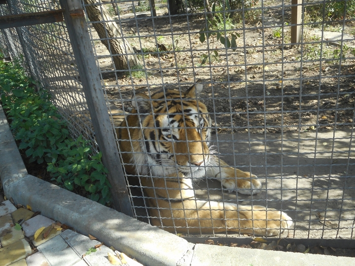 4752699_DSCN0145 (700x525, 357Kb)