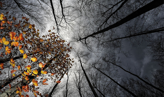 163275317_earthnaturetrees51064 (1) (641x379, 348Kb)