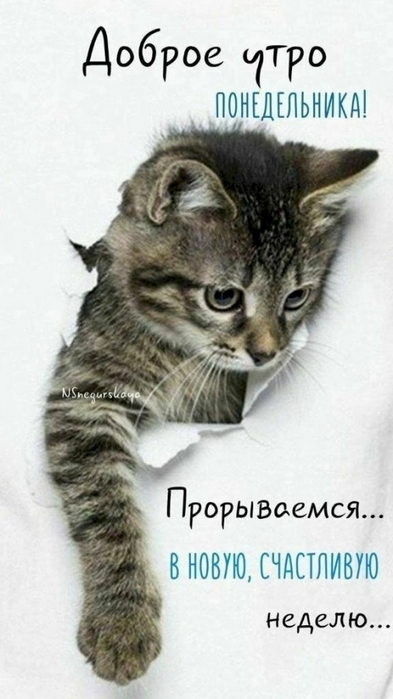 4743317_7bdde91a_1 (393x700, 167Kb)
