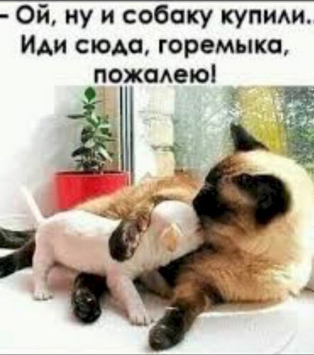 4743317_3a88ad95 (620x700, 77Kb)