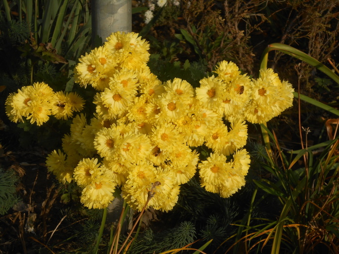 DSCN5772 (700x525, 186Kb)