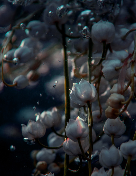 linda-1 (538x700, 118Kb)
