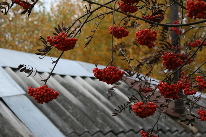 ryabina-priroda-krasivo-foto-30 (700x466, 380Kb)