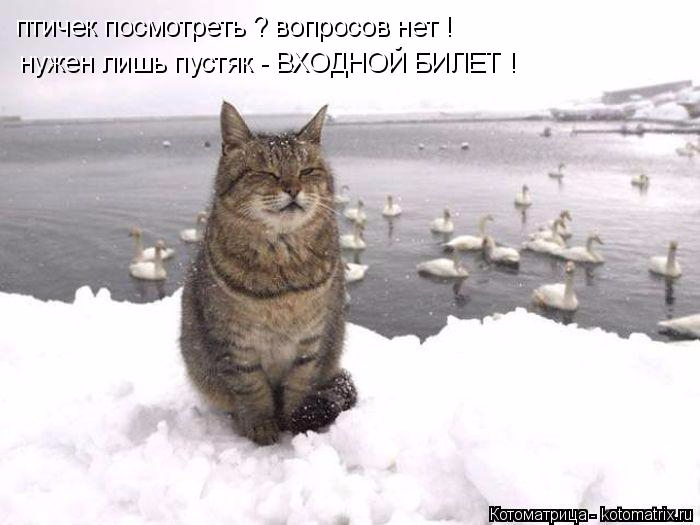 4743317_138874772_kotomatritsa_W3 (700x525, 170Kb)