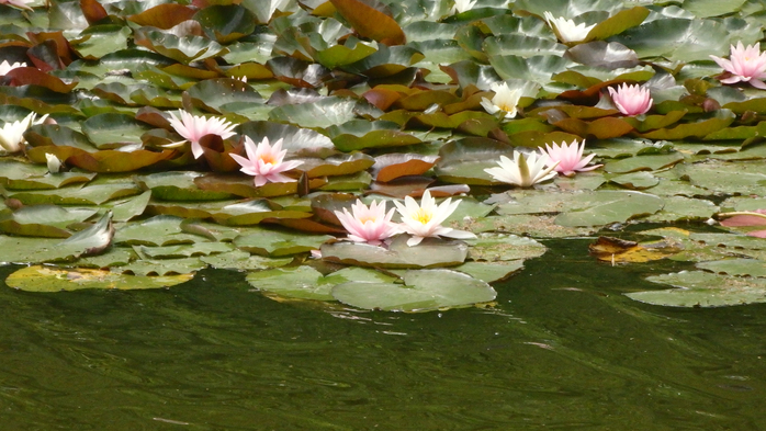 P6190328 (700x393, 358Kb)