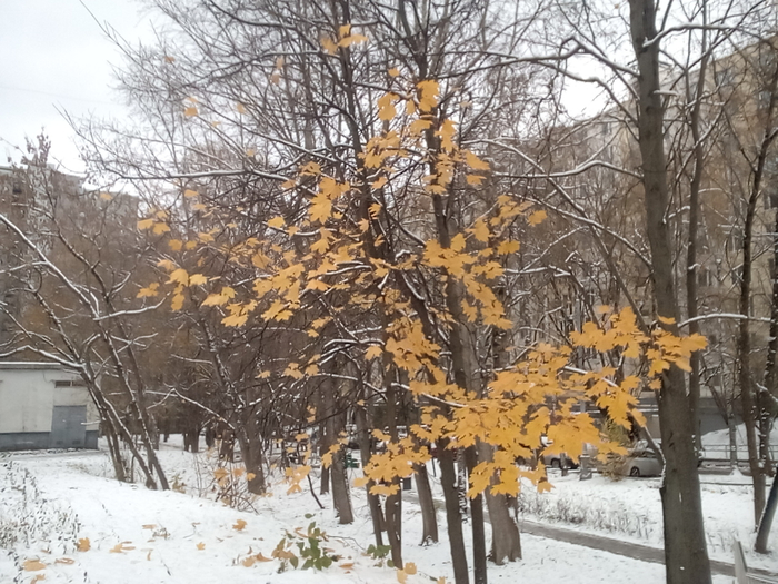 IMG_20241105_021154 (700x525, 445Kb)