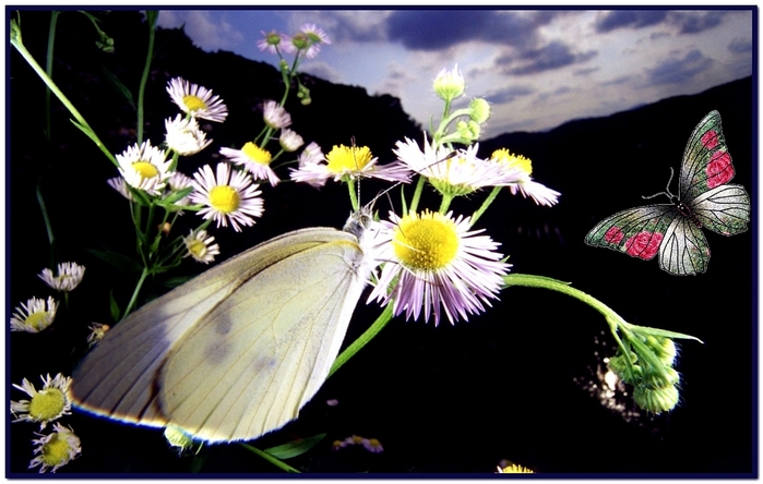 4085248_Babochka012 (700x444, 197Kb)