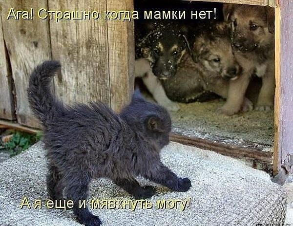 4743317_pic (600x464, 210Kb)