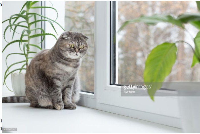 Котик (700x468, 370Kb)