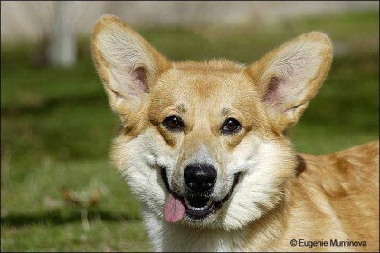 4743317_1140867143_corgyrev (420x280, 27Kb)