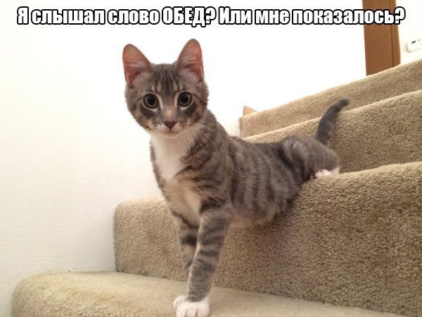 4743317_i22732 (600x450, 57Kb)