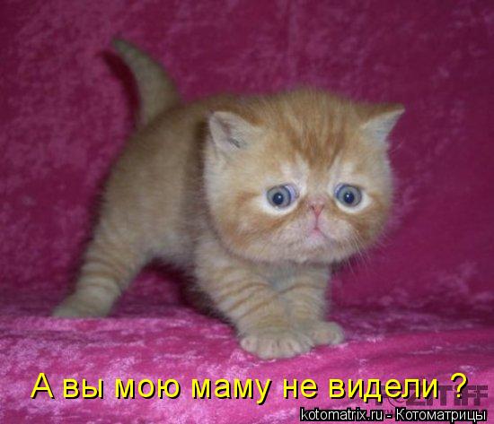 4743317_E2 (550x473, 37Kb)