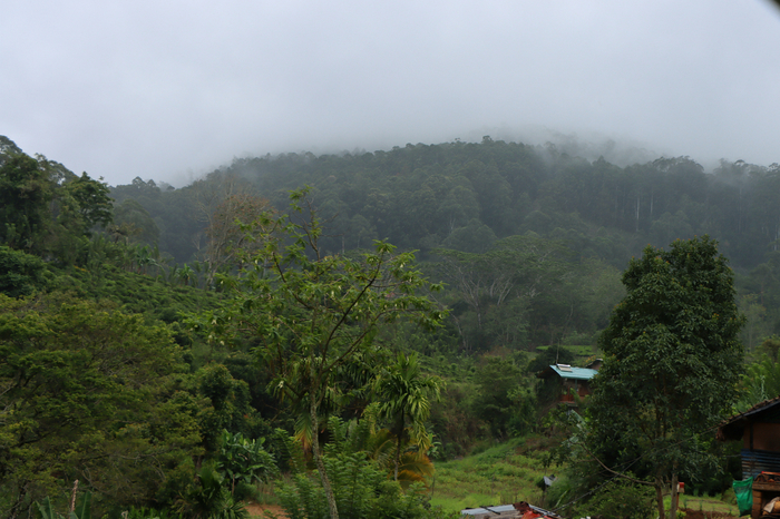IMG_1459 (700x466, 424Kb)
