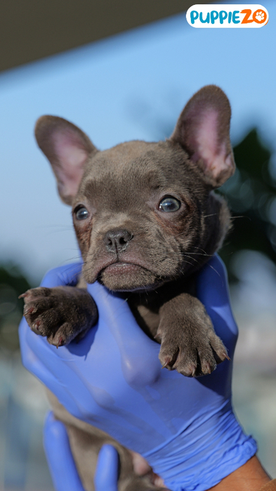 French-Bulldog Puppies (393x700, 274Kb)