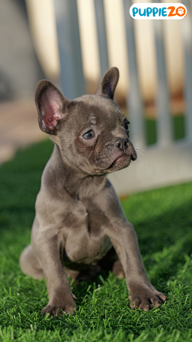 French Bulldog-Puppies (393x700, 294Kb)