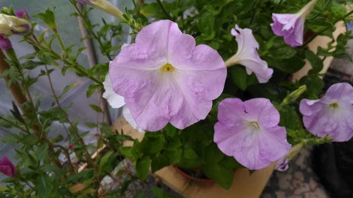 4085248_P_20160806_062004 (700x393, 189Kb)