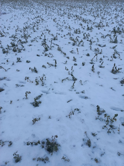 20241224_160203 (523x700, 138Kb)