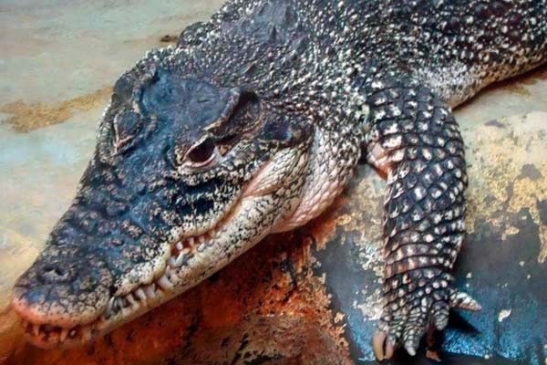 4709286_krokodil (600x400, 67Kb)