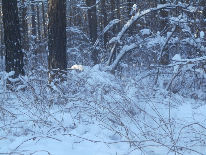 4533467_DSCN67851 (700x525, 337Kb)