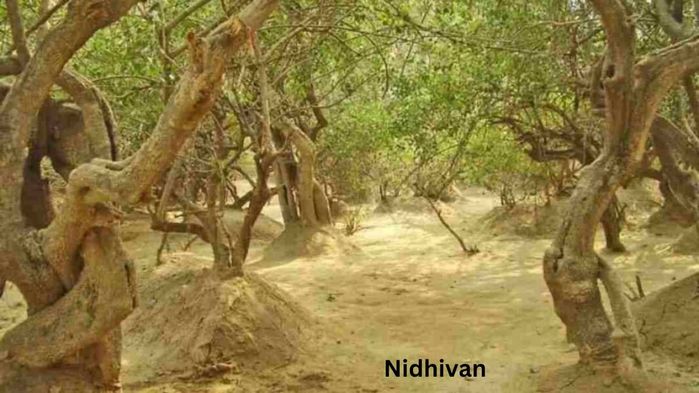Nidhivan (700x393, 60Kb)