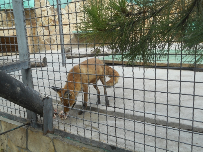 4752699_DSCN0652 (700x525, 334Kb)