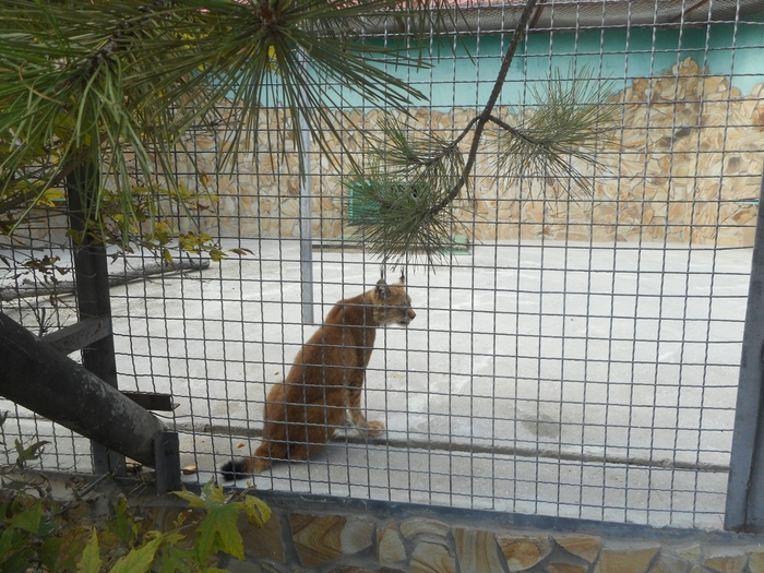 4752699_DSCN0619 (700x525, 338Kb)