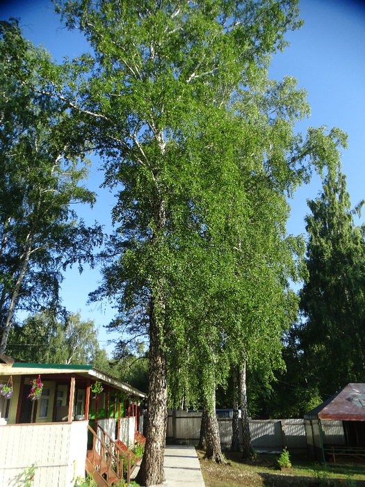 DSC00271 (525x700, 640Kb)
