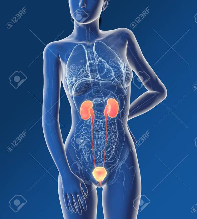 132588214-urinary-system-of-a-woman-kidney-adrenal-gland-artery-veins-ureter-urinary-bladder-illustration-3d-f (631x700, 47Kb)