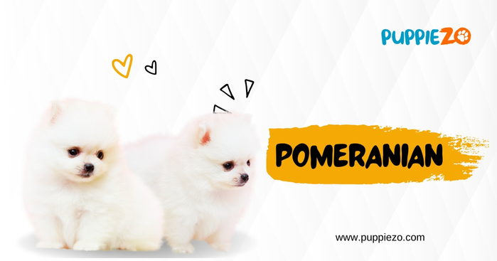 pomeranian dog price (700x367, 128Kb)