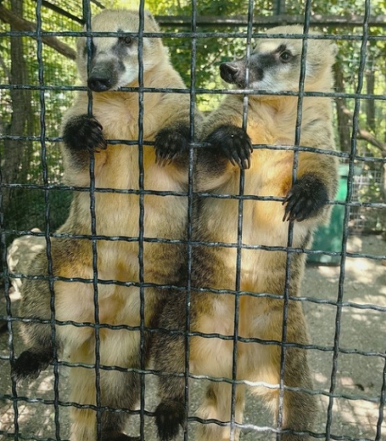 4752699_enDSCN0417KOA7JPG (553x631, 144Kb)