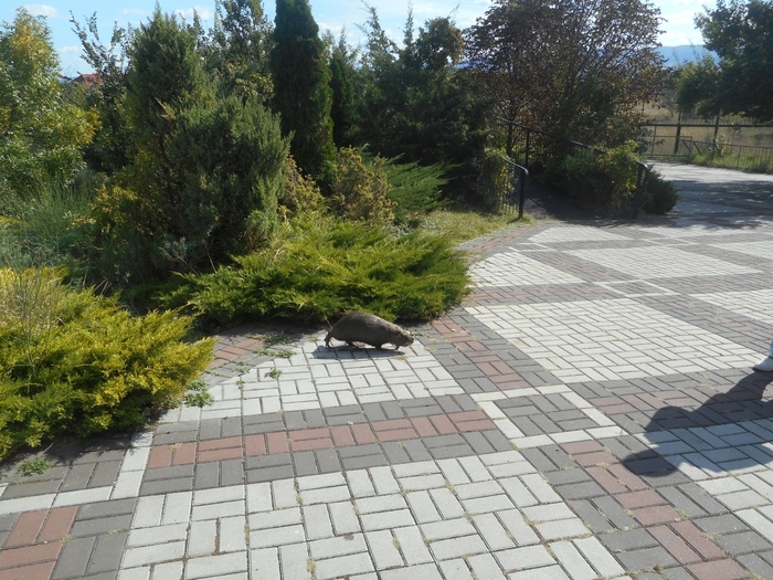 4752699_DSCN0044VIDRA (700x525, 340Kb)