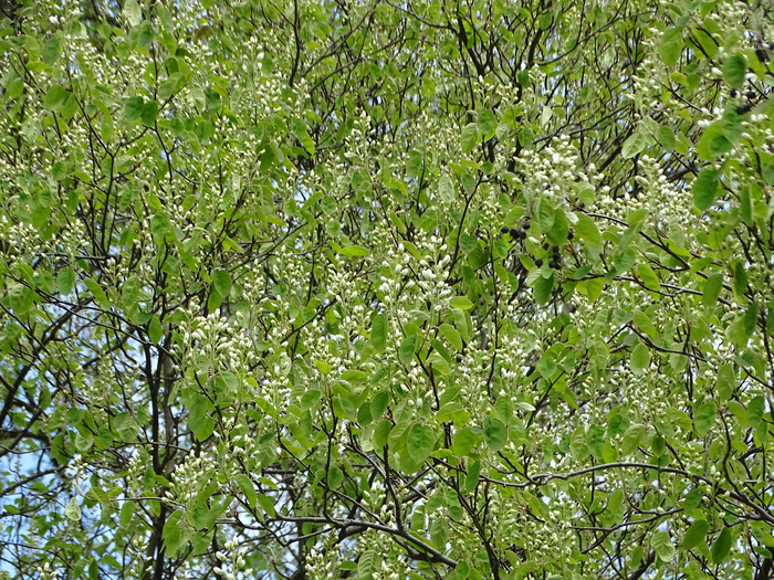 DSC00006 (700x525, 709Kb)