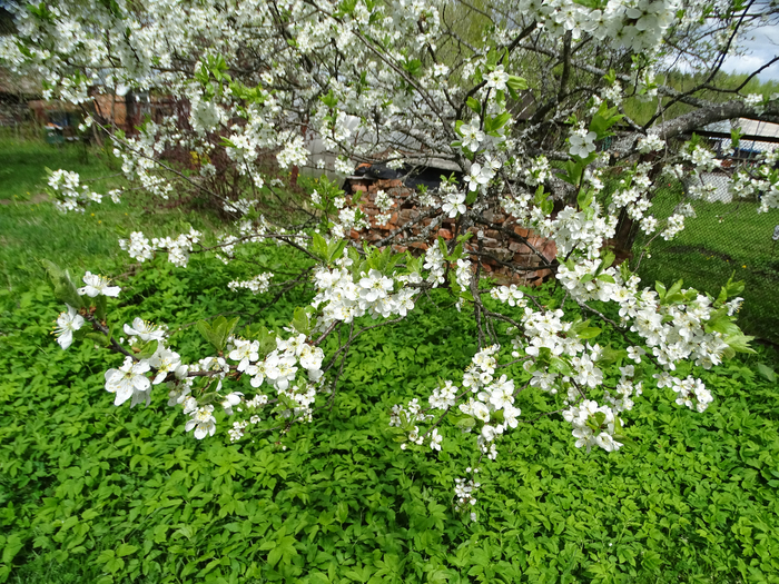DSC00047 (700x525, 665Kb)