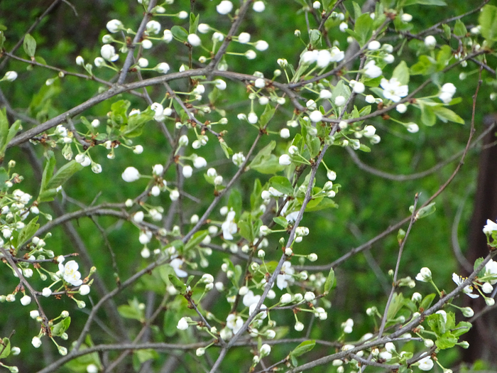 DSC00057 (700x525, 505Kb)