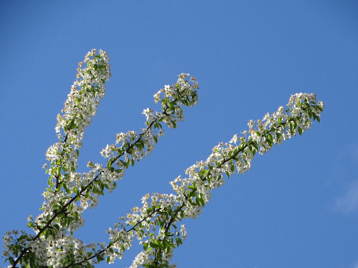 DSC00120 (700x525, 379Kb)